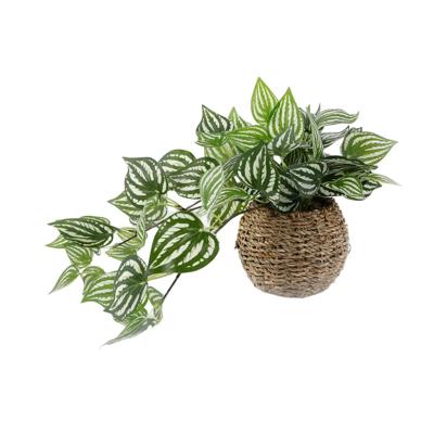 Trailing Ivy in 6" Basket