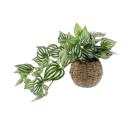  Trailing Ivy in 6" Basket