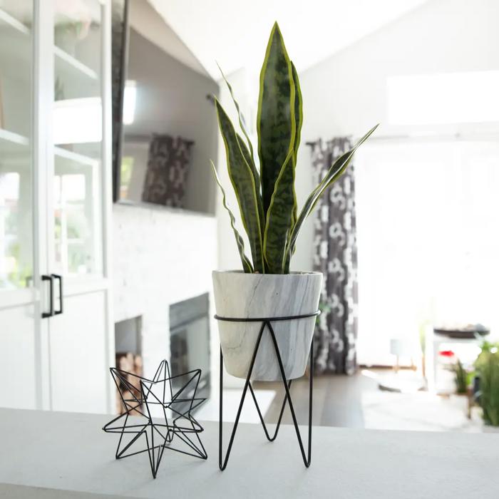 21" Snake Plant in Marble Planter