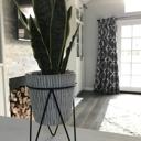  21" Snake Plant in Needle Cement Planter