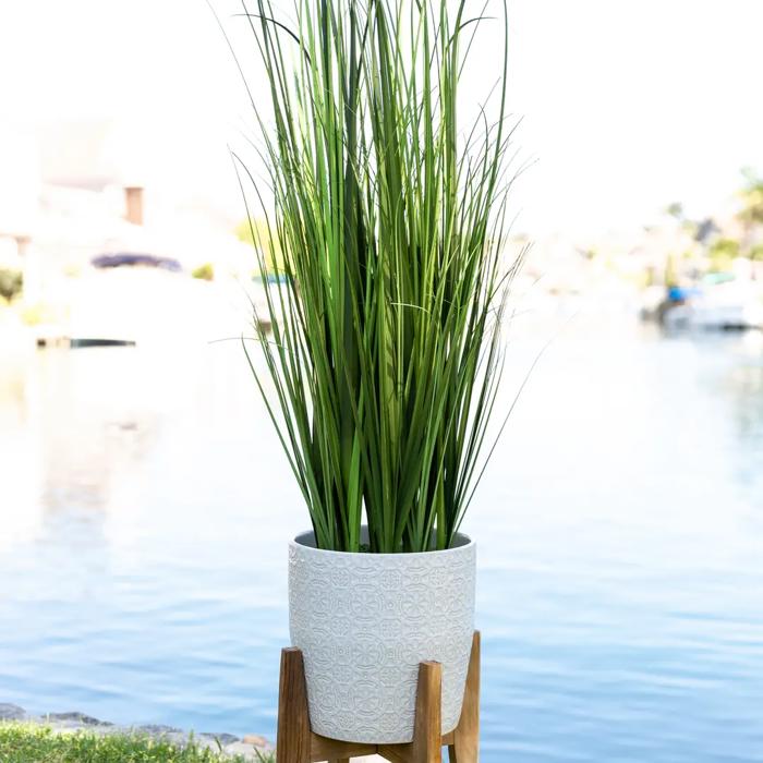 50" Onion Grass in Cathedral Planter