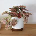  Trailing Plant in 4.25" Ceramic Pot