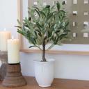  25.5" Olive tree in 6" Texture Ceramic Pot 