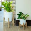  Set of 2 10" & 8" Cathedral Ceramic Planters
