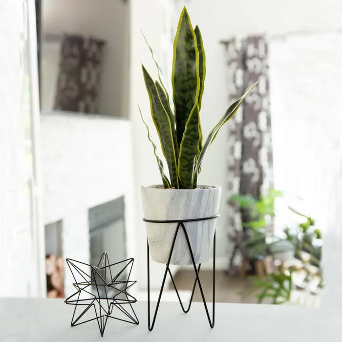 21" Snake Plant in Marble Planter