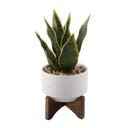  Snake Plant in Constellation Planter