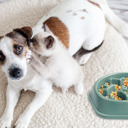 Gray Anti-Choking Slow Feeder Dog Food Treats Bowl