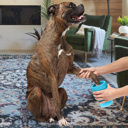 Puppy Portable Silicone Pet Dog Cat Paw Feet Cleaning Brush Bottle