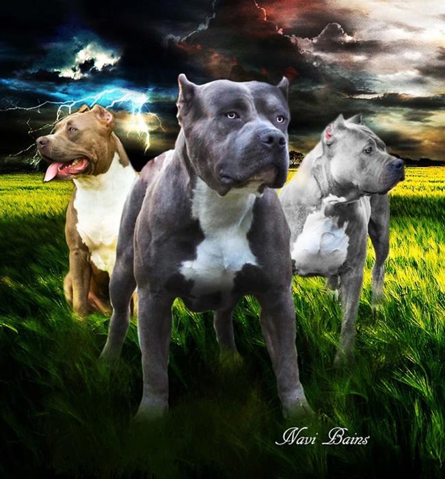 Pitbull Guardians Collection ? Plush Dog Blanket, Queen Size Comfort