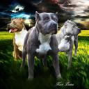 Queen Pitbull Guardians Collection ? Plush Dog Blanket, Queen Size Comfort