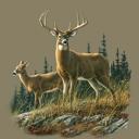 Queen Autumn Whitetails Deer Blanket ? Plush Queen Size, Cozy & Warm
