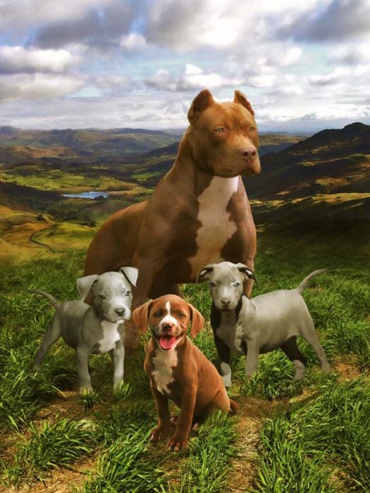 Pitbull Family Plush Blanket ? Queen Size, Super Soft & Cozy