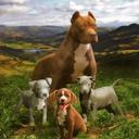 Queen Pitbull Family Plush Blanket ? Queen Size, Super Soft & Cozy