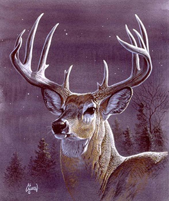 Deer Blanket ? Midnight Buck Edition, Plush Queen Throw, Super Soft