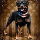 Queen Dog Queen Size Plush Blanket ? Ultra Soft ? Patriotic to the Bone