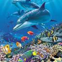  Ocean-Inspired Plush Blanket ? Queen Size Dolphin & Fish Shipwreck Throw