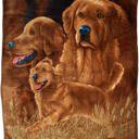 Queen Signature Cute Clever Golden Retriever Golden Dog Printed Ultra-Soft Throw Blanket Home Decorative Blanket for Living Room Bed Sofa