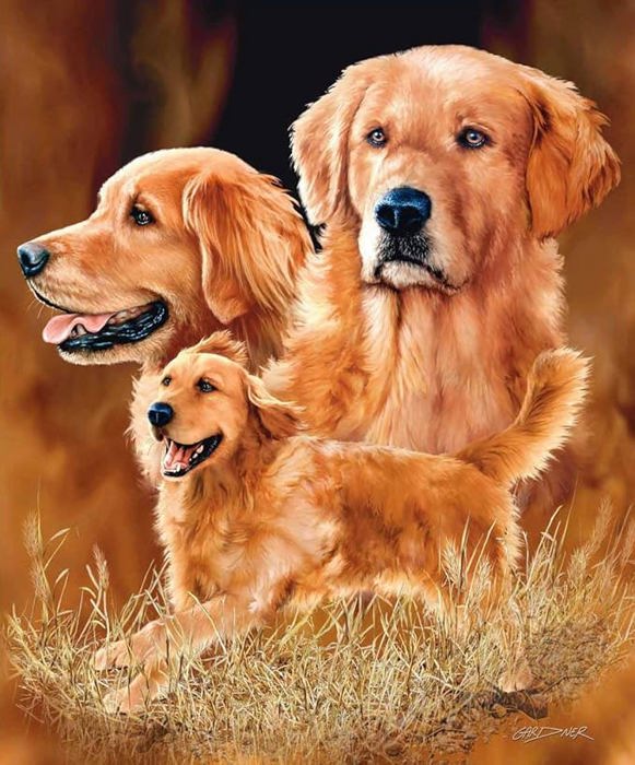 Signature Cute Clever Golden Retriever Golden Dog Printed Ultra-Soft Throw Blanket Home Decorative Blanket for Living Room Bed Sofa