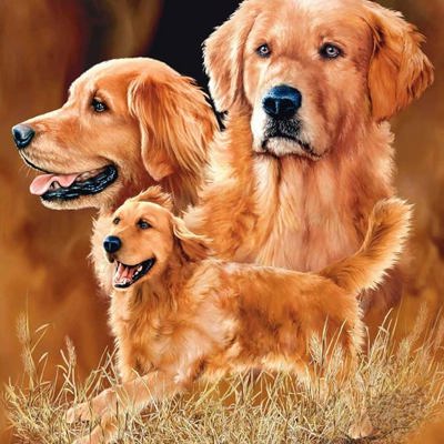 Signature Cute Clever Golden Retriever Golden Dog Printed Ultra-Soft Throw Blanket Home Decorative Blanket for Living Room Bed Sofa
