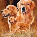  Signature Cute Clever Golden Retriever Golden Dog Printed Ultra-Soft Throw Blanket Home Decorative Blanket for Living Room Bed Sofa