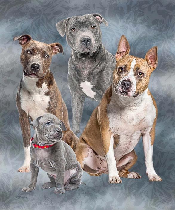 Pitbull Club Plush Blanket ? Queen Size Comfort ? Extremely Soft