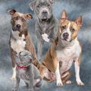 Queen Pitbull Club Plush Blanket ? Queen Size Comfort ? Extremely Soft