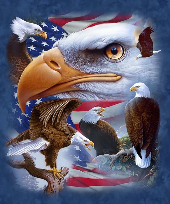 USA flag Bald Eagle Luxury Plush Blanket