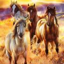 Queen Cozy Plush Queen Horse Blanket - Sunrise Beauties Exclusive