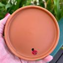 Butterfly Watering Station Hand Painted Terra Cotta Bee Waterer with Ladybug Design