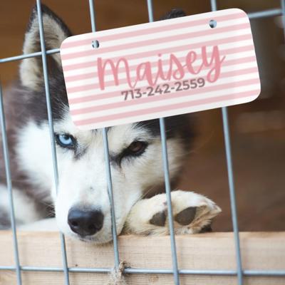 Custom Pet Kennel Name Tag, Personalized Crate Plate for Dogs or Cats, Great for Boarding Vet Visits Travel Carriers, New Pet Parent Gift