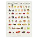 20 x 28 inches Simon Holst - Fruits of the world  Poster  without frame