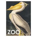 20 x 28 inches A.P. Atelier - The Zoo Collection — White Pelican — Edt. 002  Poster  without frame