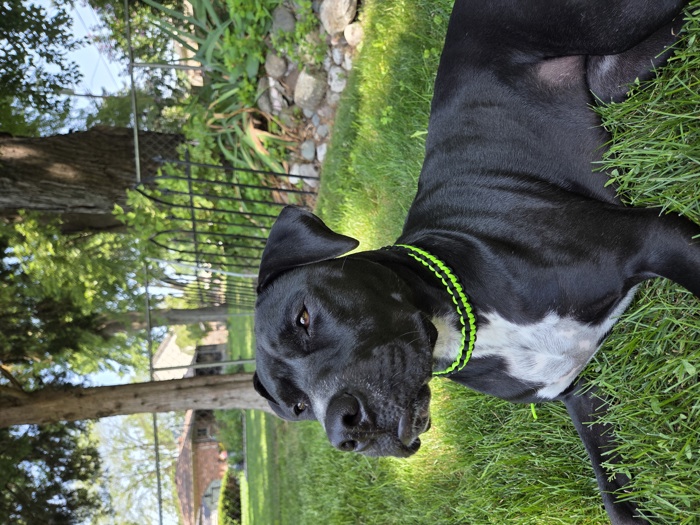 Handmade Paracord Dog Collars High-Visibility Colors 
