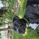  Handmade Paracord Dog Collars High-Visibility Colors 