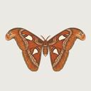 Amber & Moth