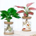  Mini Hydroponic Flower Pot
