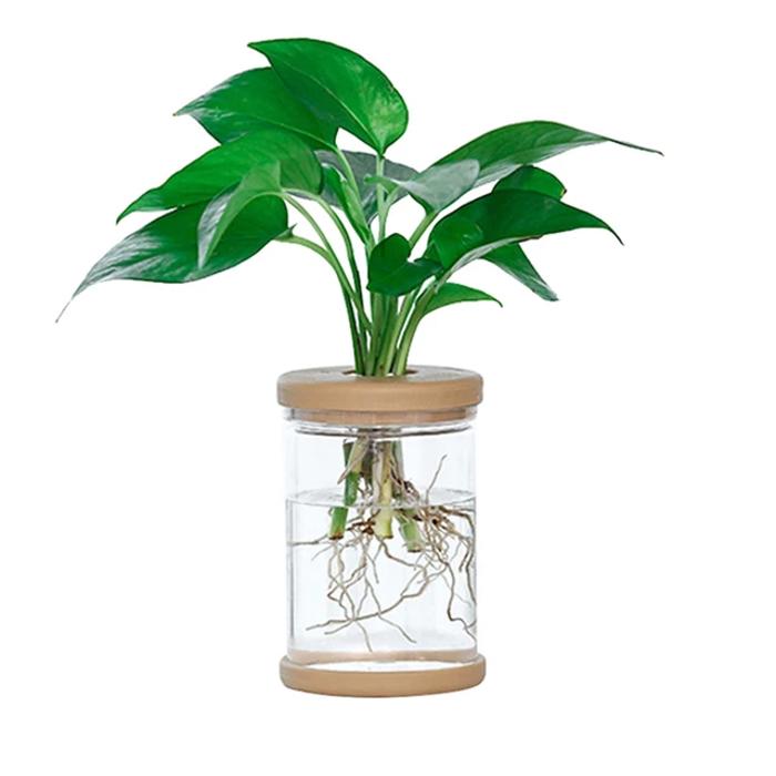 Mini Hydroponic Flower Pot